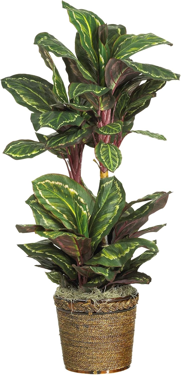 Maranta with Basket Silk Plant No50