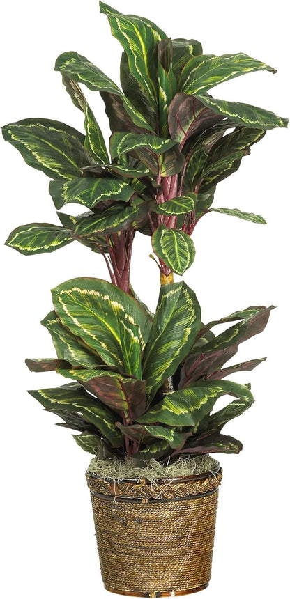 Maranta with Basket Silk Plant No50