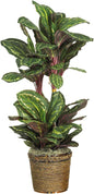 Maranta with Basket Silk Plant No50