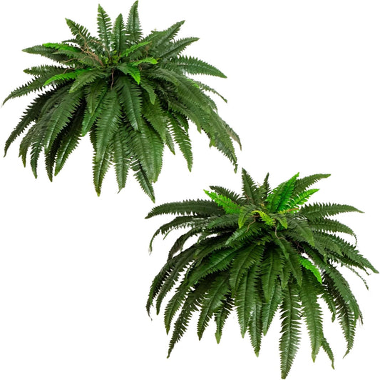 Nearly Natural 48-in Artificial Boston Fern, Set of 2, Large Hanging Fake Plant Wall Decor with 67 Fronds, Faux Fern Vines that Look Real for Home and