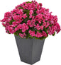 Geranium Artificial Plant in Slate Planter UV Resistant (Indoor/Outdoor) No50
