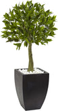 42in. Bay Leaf Topiary with Black Wash Planter UV Resistant (Indoor/Outdoor)