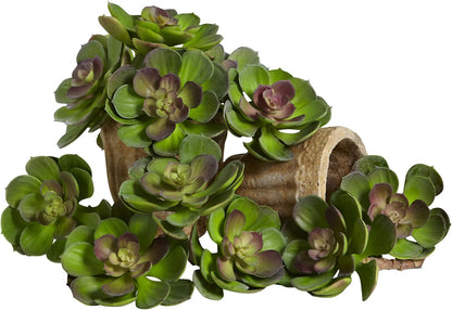 6in. Echeveria Succulent (Set of 12) No50