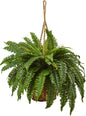 Boston Fern Hanging Basket No50
