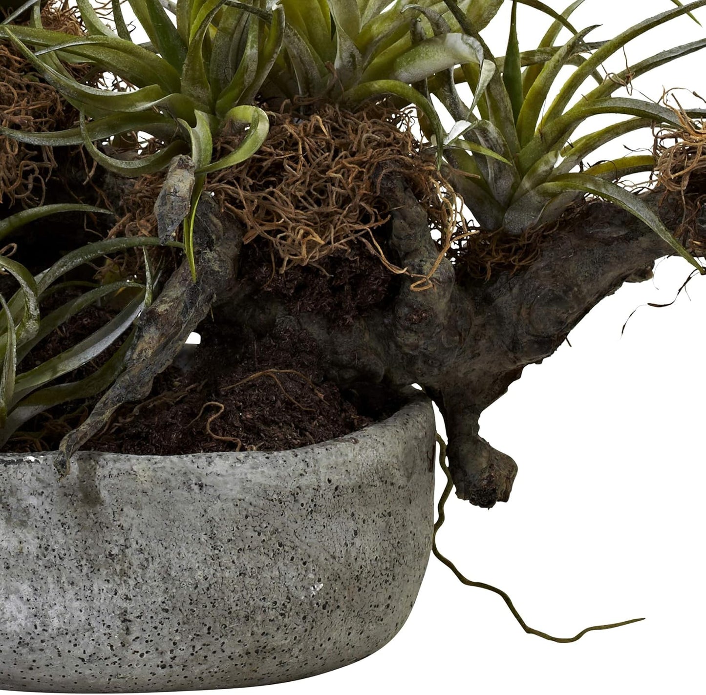 Orchid & Succulent Garden with Driftwood & Decorative Vase