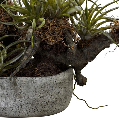 Orchid & Succulent Garden with Driftwood & Decorative Vase
