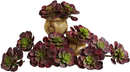 6in. Echeveria Succulent (Set of 12) No50