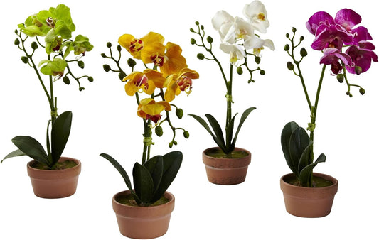 Phalaenopsis Orchid with Clay Vase (Set of 4)