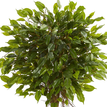 4ft. Ficus Artificial Topiary Tree, UV Resistant (Indoor/Outdoor)
