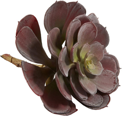 6in. Echeveria Succulent (Set of 12) No50