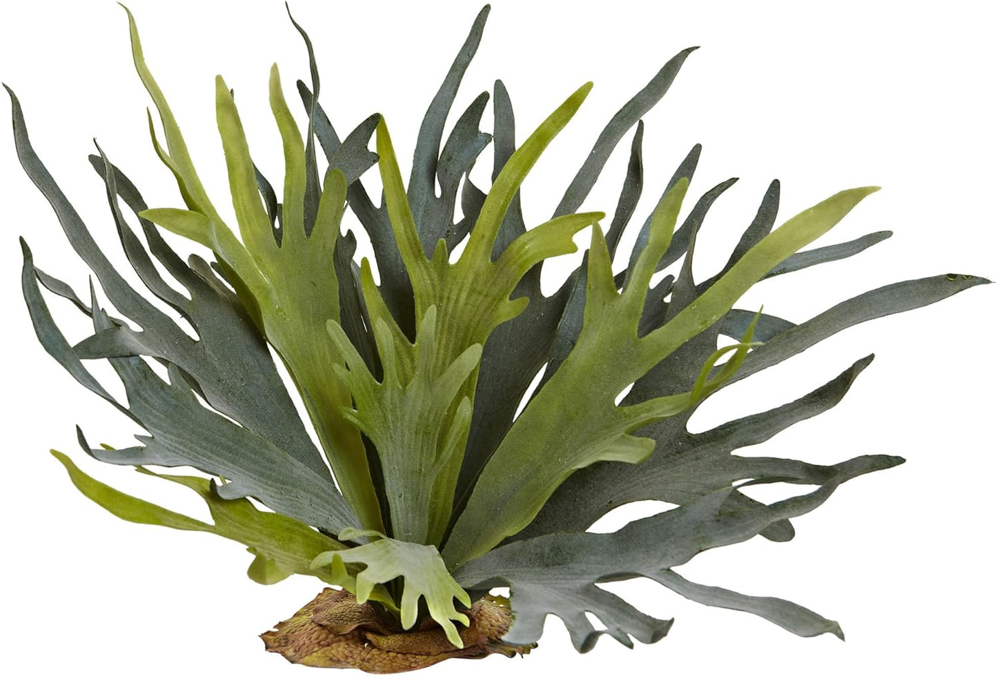 21in. Staghorn Fern (Set of 2)
