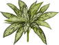 10in. Variegated Silver Queen Artificial Plant (Set of 6)
