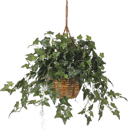 English Ivy Hanging Basket, 36 in x 36 in x 26 in, Green