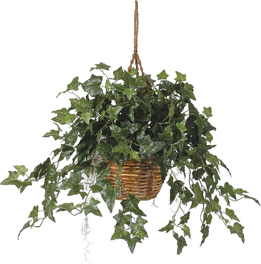 English Ivy Hanging Basket, 36 in x 36 in x 26 in, Green