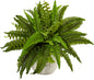 6308 Boston Fern in White Planter Artificial Plant, Green