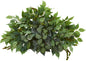 20in. Mixed Ficus and Fittonia Artificial Ledge Plant