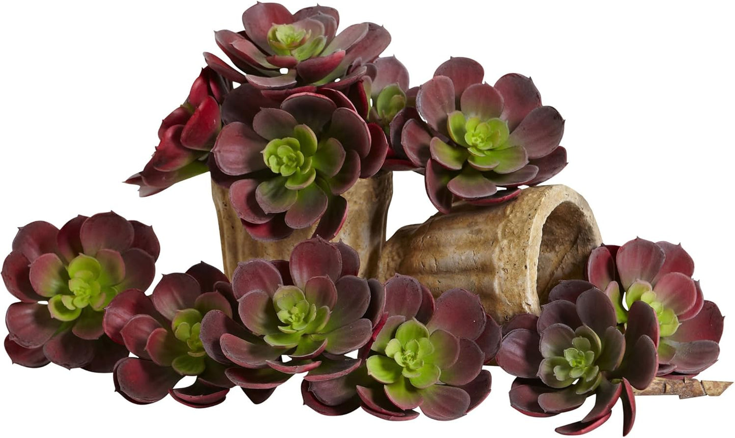 6in. Echeveria Succulent (Set of 12) No50