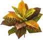 21” Garden Croton Artificial (Real Touch) (Set of 4) Silk Plants, Mixed