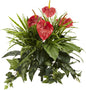 24in. Mixed Anthurium Artificial Plant (Set of 2)