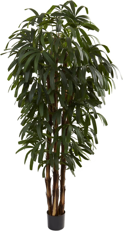 6ft. Raphis Palm Tree