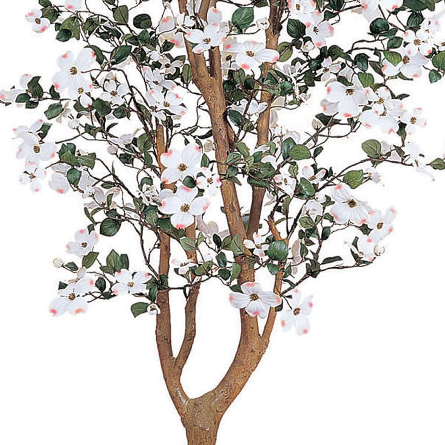 5ft. Dogwood Silk Tree