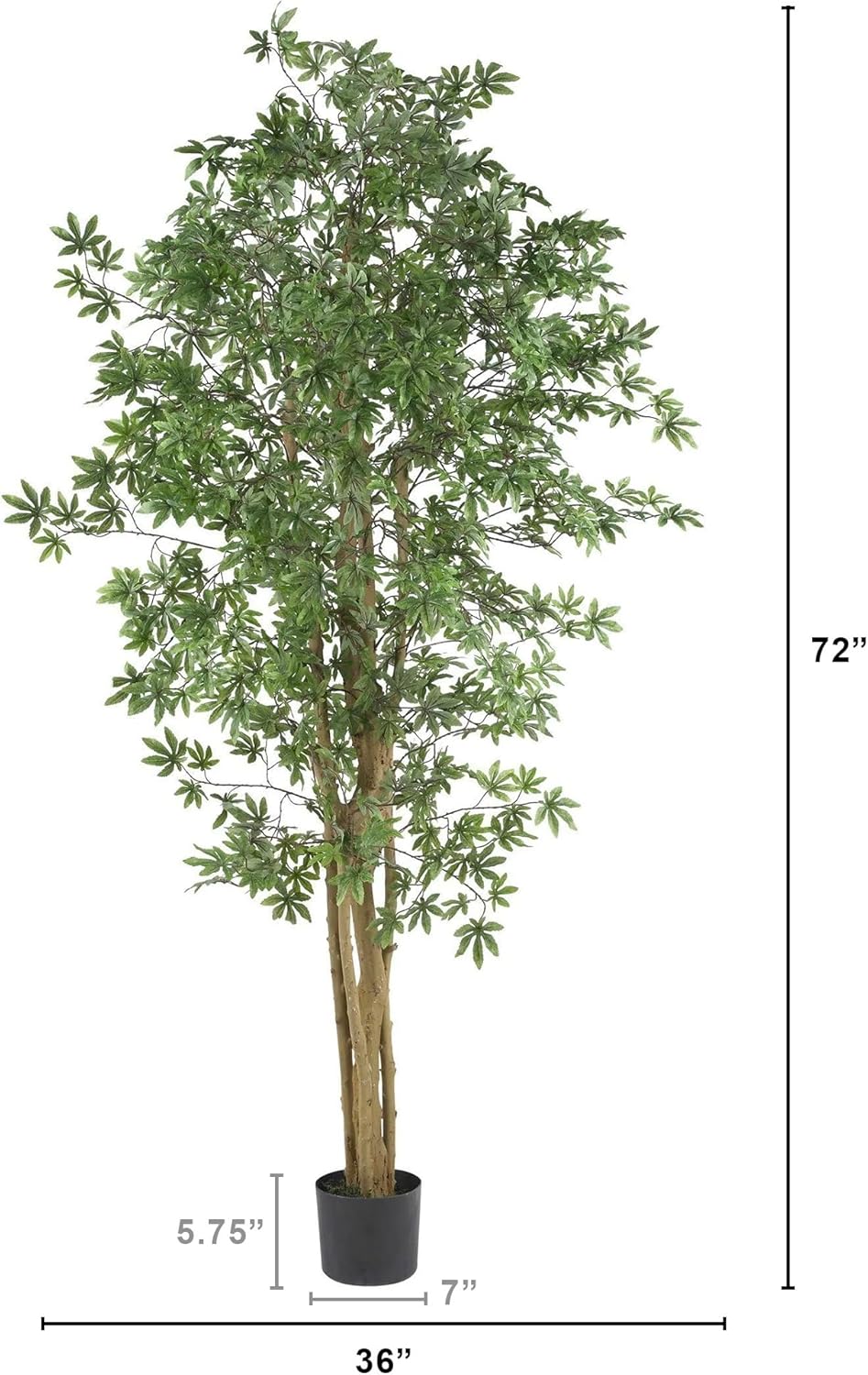 6ft. Japanese Maple Silk Tree