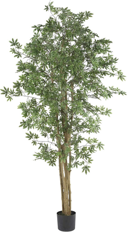 6ft. Japanese Maple Silk Tree