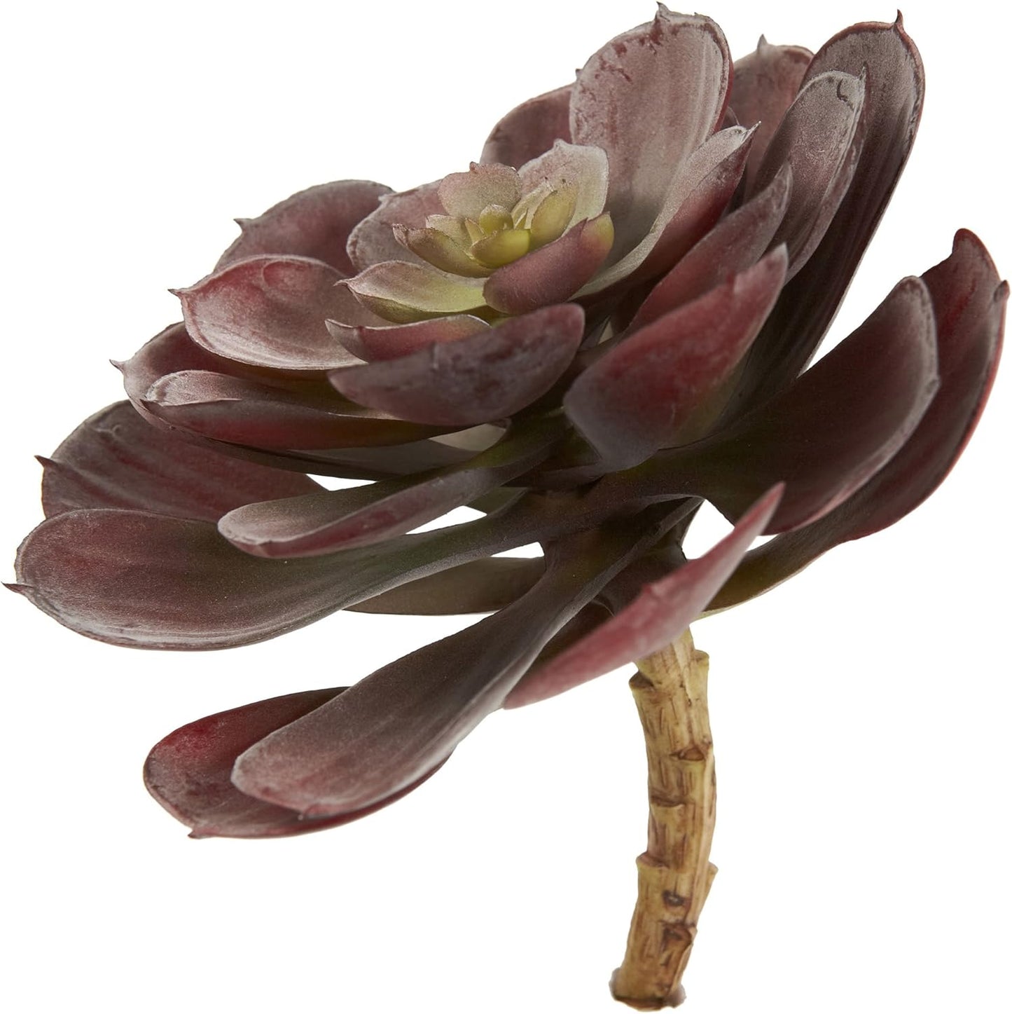 6in. Echeveria Succulent (Set of 12) No50