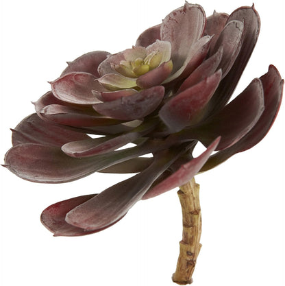 6in. Echeveria Succulent (Set of 12) No50