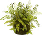 Mixed Fern with Twig and Moss Basket