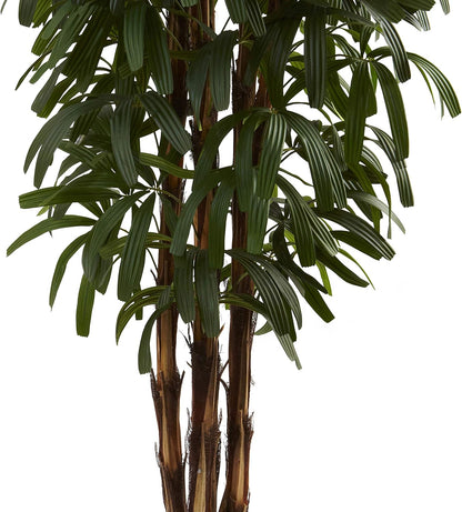 6ft. Raphis Palm Tree