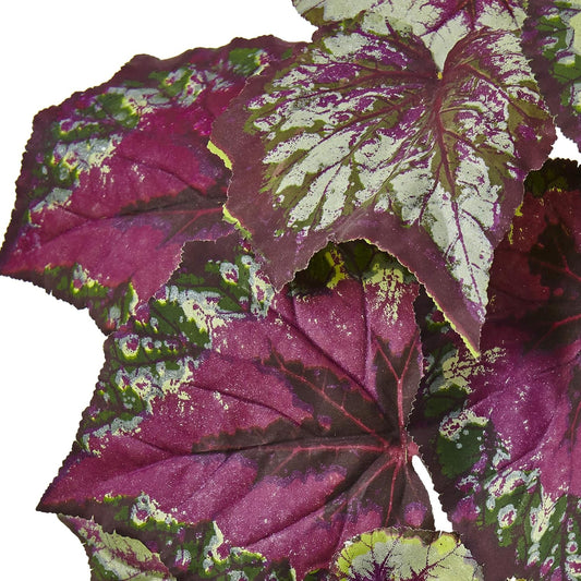 Wax Begonia Bush (Set of 6)