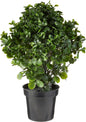 28in. Peperomia Plant UV Resistant (Indoor/Outdoor) No50