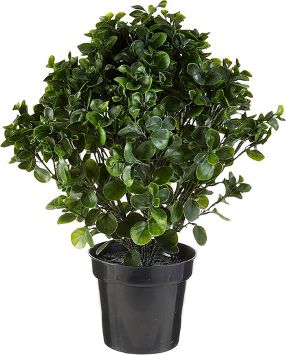 28in. Peperomia Plant UV Resistant (Indoor/Outdoor) No50