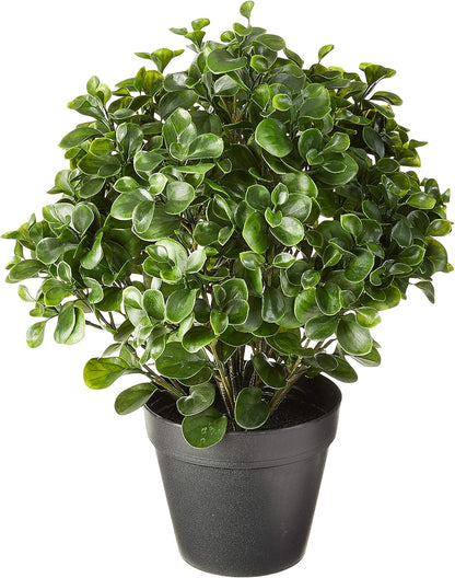28in. Peperomia Plant UV Resistant (Indoor/Outdoor) No50