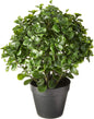 28in. Peperomia Plant UV Resistant (Indoor/Outdoor) No50