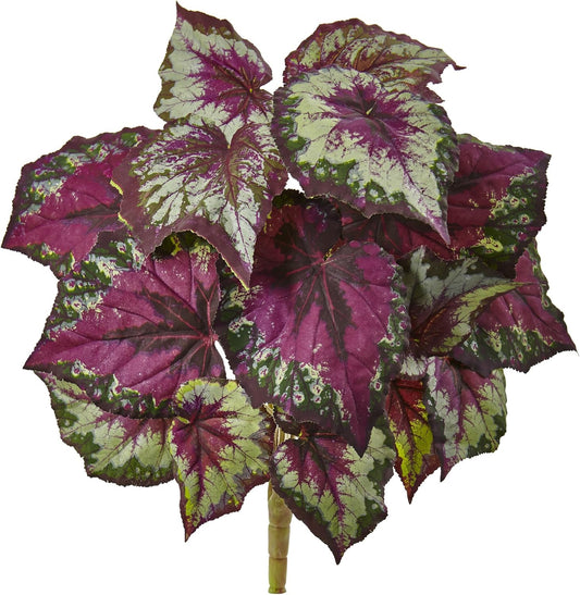 Wax Begonia Bush (Set of 6)