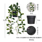 悬挂盆栽组合 家居橱柜盆栽垂条盆景室内装饰绿植仿真盆栽 No50