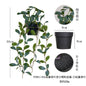 悬挂盆栽组合 家居橱柜盆栽垂条盆景室内装饰绿植仿真盆栽 No50